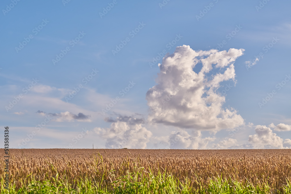 麦田地平线上漂浮在蓝天背景下的积云旁边的复制空间