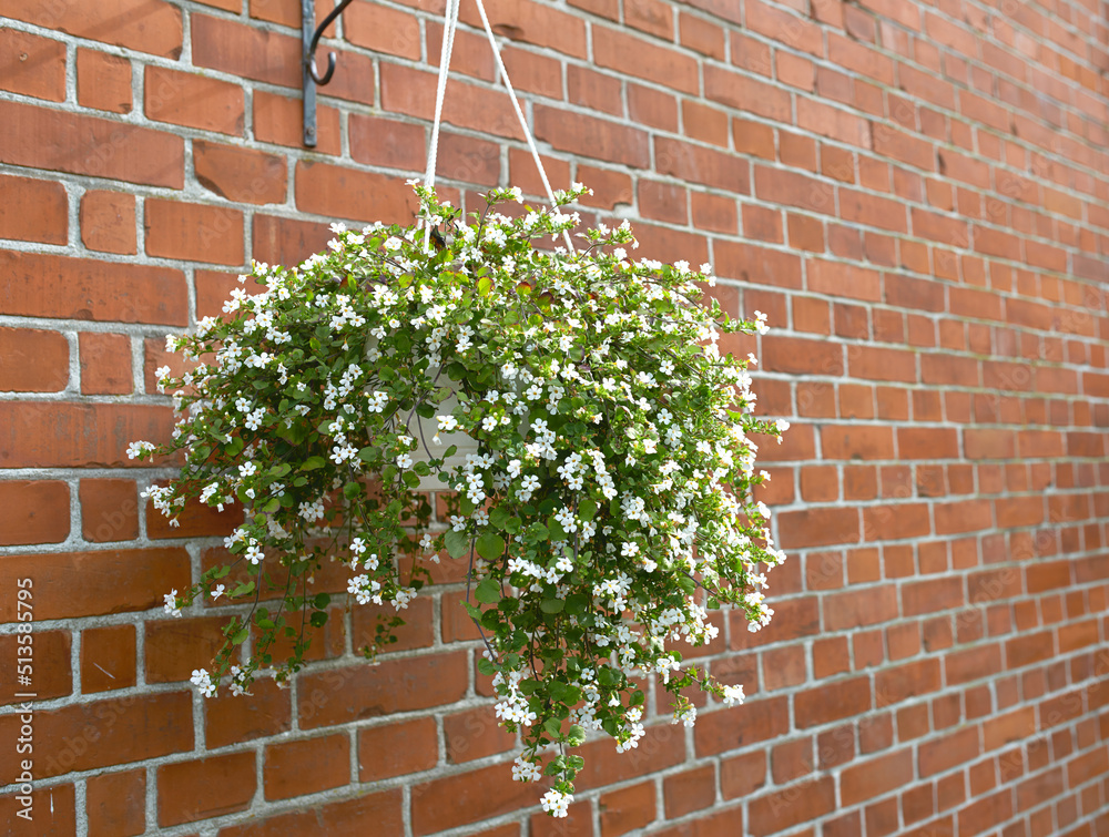 夏天，白色百合在后院的花盆里生长。百合在博坦的悬挂花盆里开花