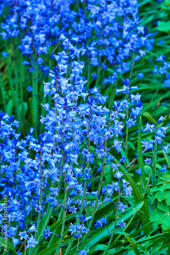 蓝铃Scilla Siberica，蓝色花朵。受欢迎的景观植物可能具有入侵性。鱿鱼很容易传播