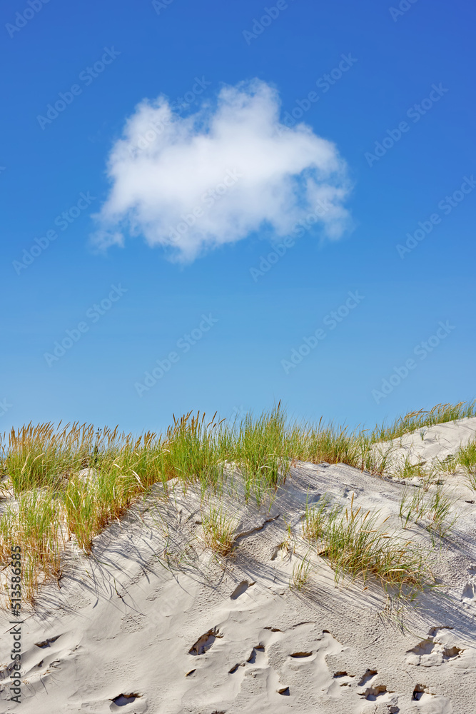丹麦洛肯日德兰半岛西海岸的沙丘景观。一簇簇绿色的格拉斯特写