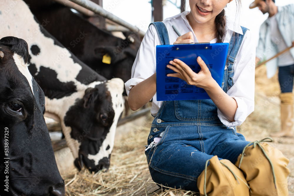 Asian attractive dairy farmer woman working outdoors in livestock farm