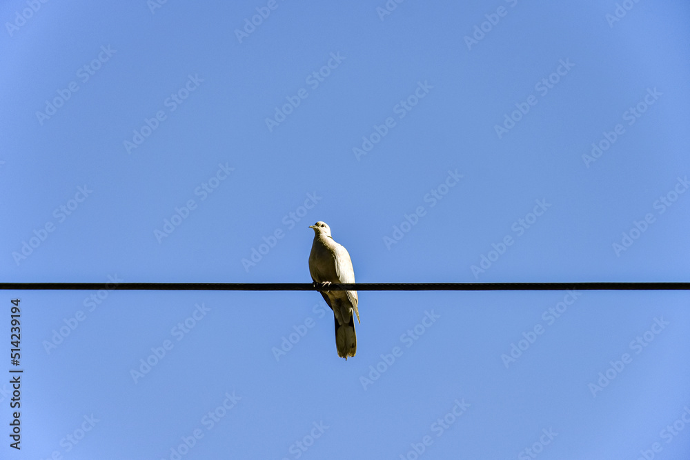 蓝天下，一只孤独的白鸽坐在电线上