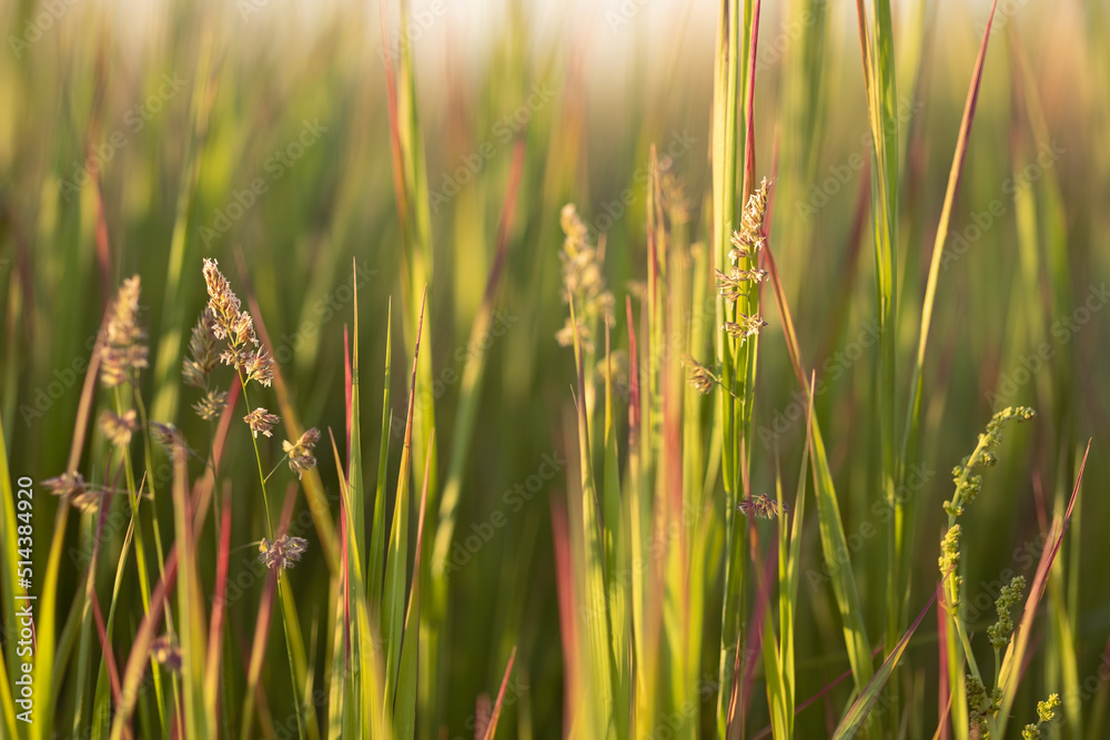 Meadow grass and flowers in the evening golden hour with blurred background. Summer, spring and autu