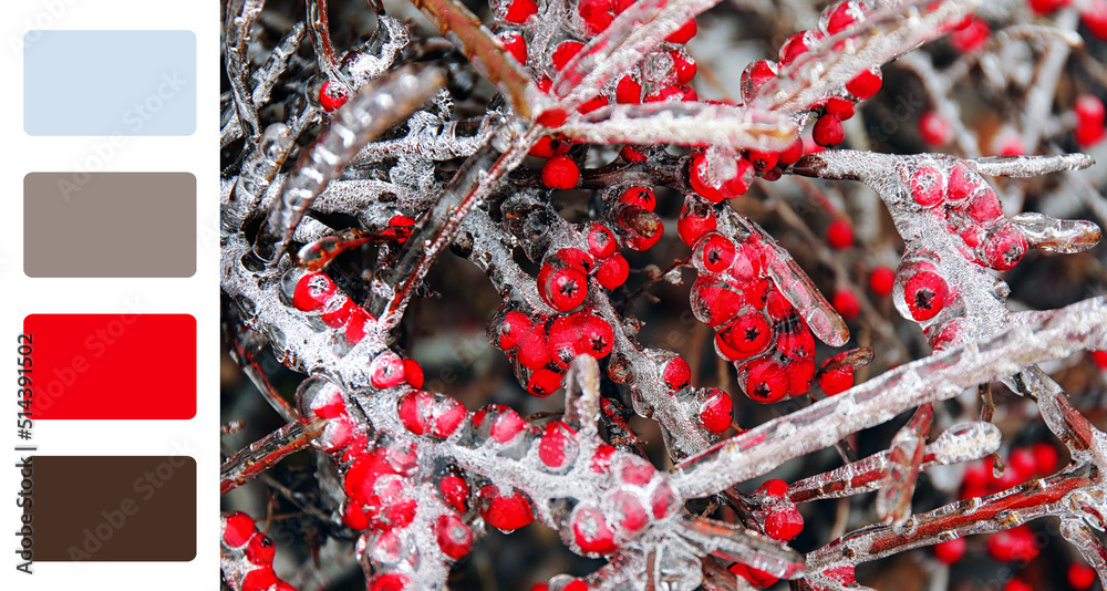 冬日里结着红色浆果的冰冻树枝。不同的颜色图案