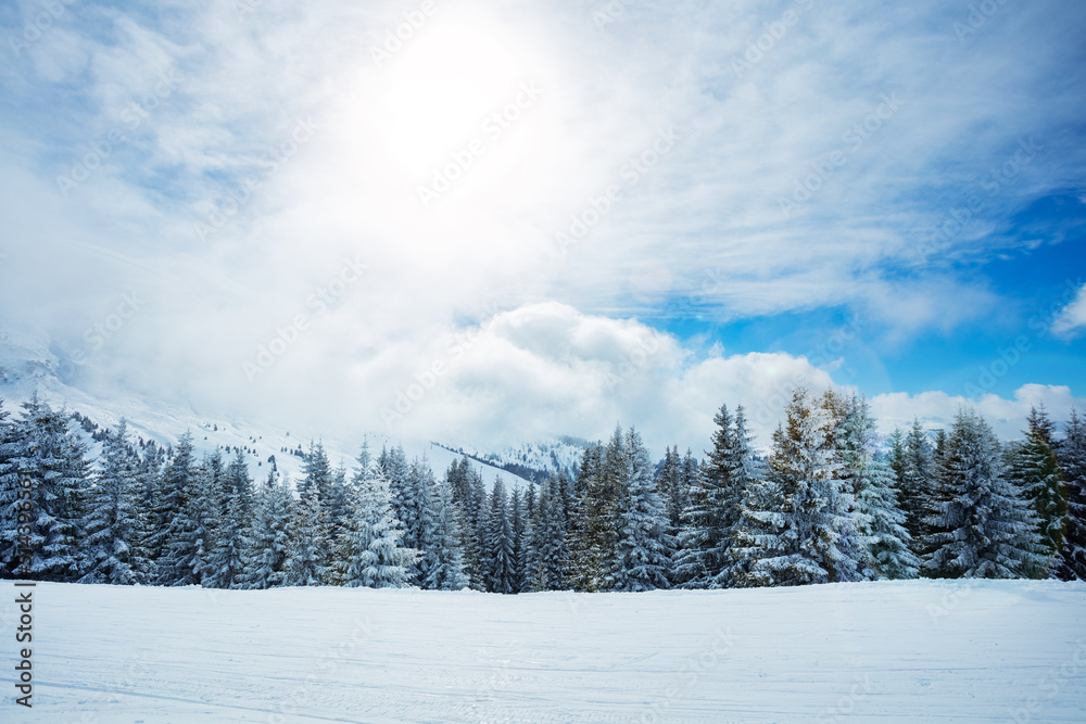 被雪覆盖的冷杉和天空中明亮的太阳的景色