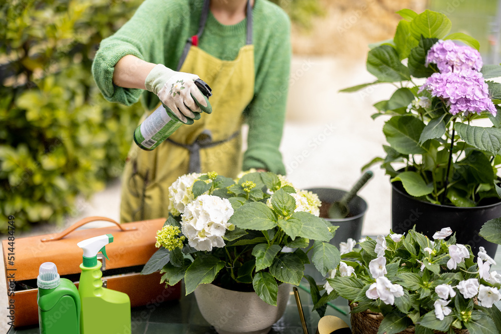 女人在花园里照料花朵，用杀虫剂喷洒绣球花叶子。ga的概念