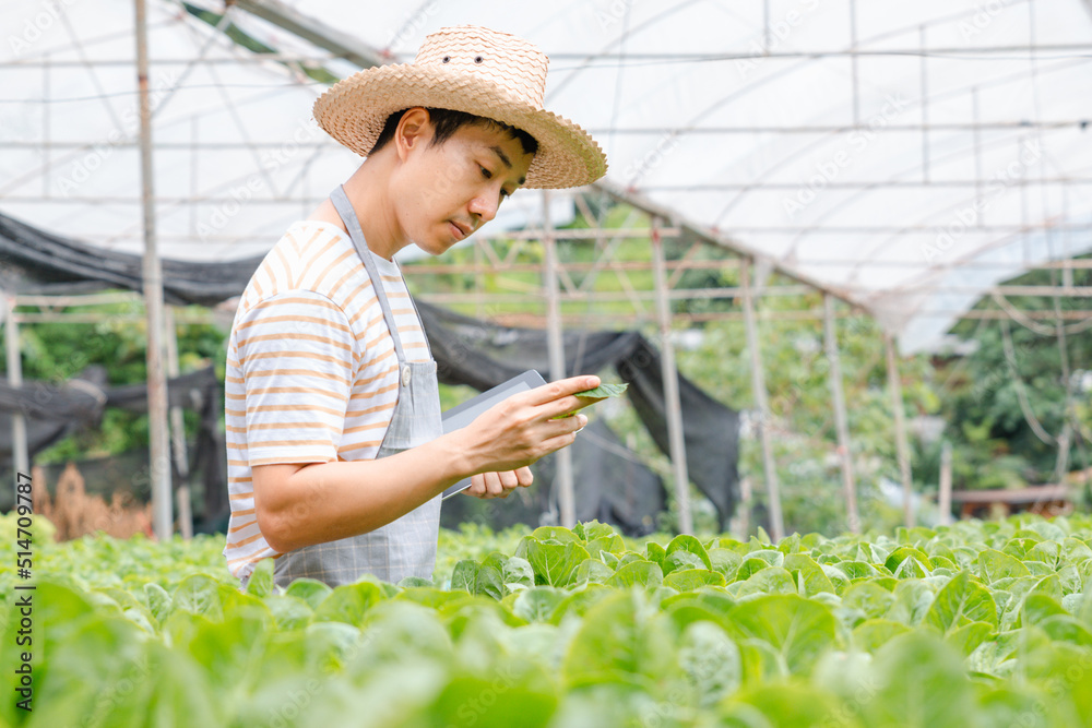 Young farmer using digital tablet inspecting fresh vegetable in organic farm. Agriculture technology