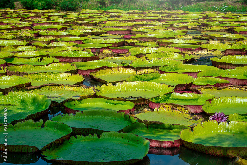 Victoria Amazonica Giant Water Lilies in lake at daytime