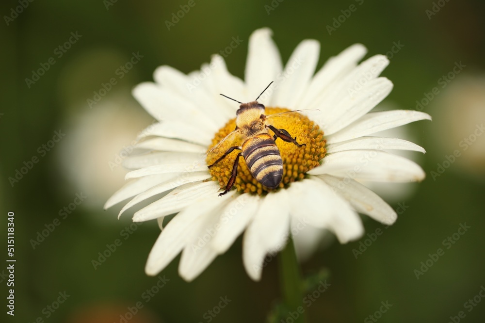 自然背景下花朵上的野生蜜蜂