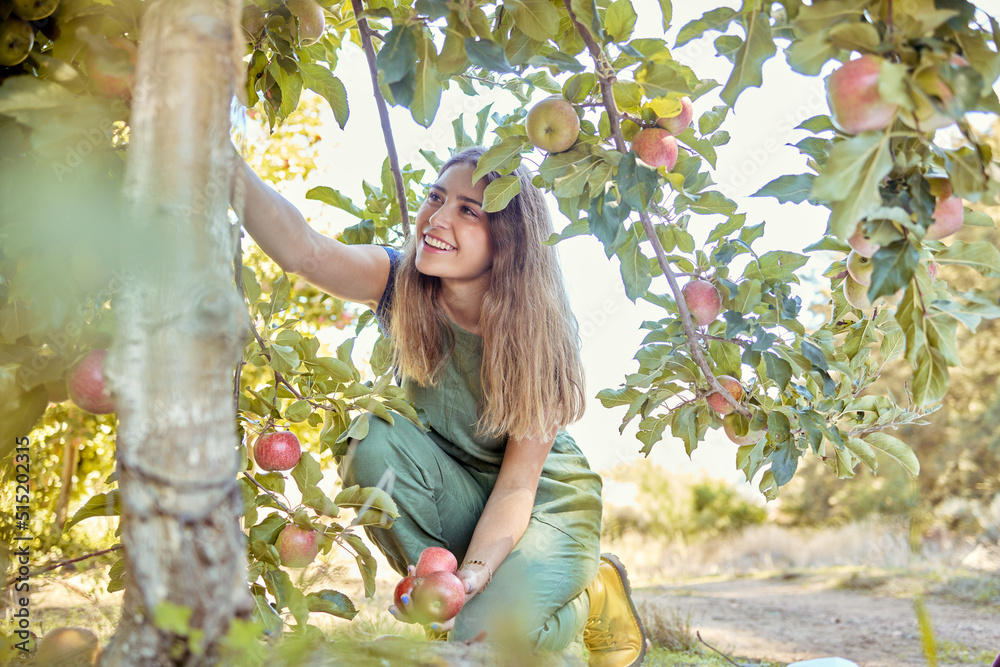 年轻快乐的女人从树上摘苹果。快乐的女人在h期间在果园里抓水果