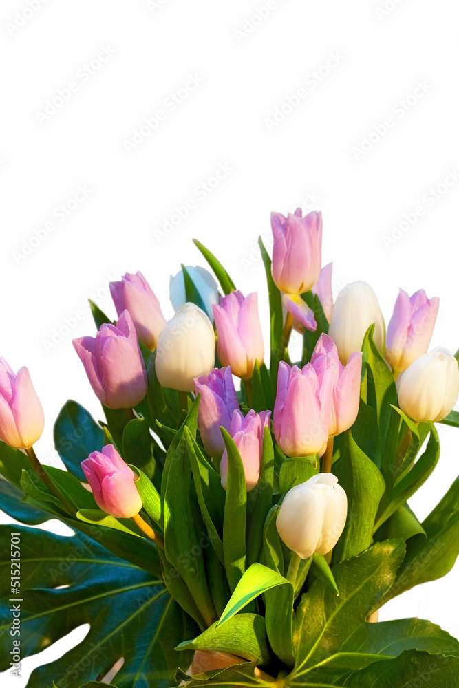 白色背景下，花瓶里长着一束美丽的郁金香。粉红色的郁金香正在展出