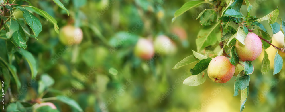户外阳光明媚的日子里，果园树枝上的一束苹果。新鲜、甜蜜和