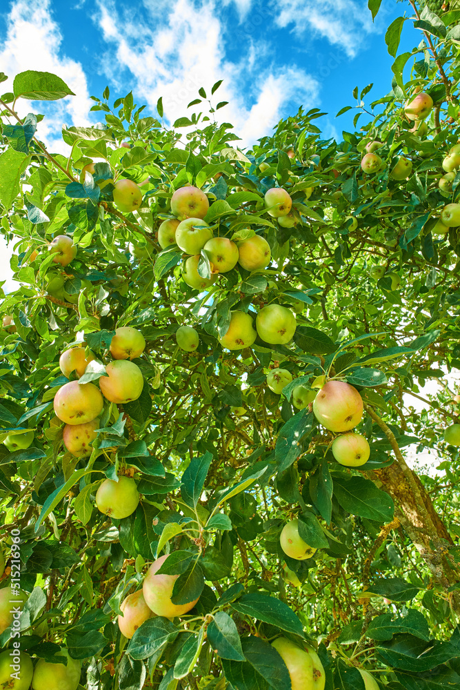 在多云的蓝天下，外面的果园里，树上有很多绿色的苹果。新鲜的produ