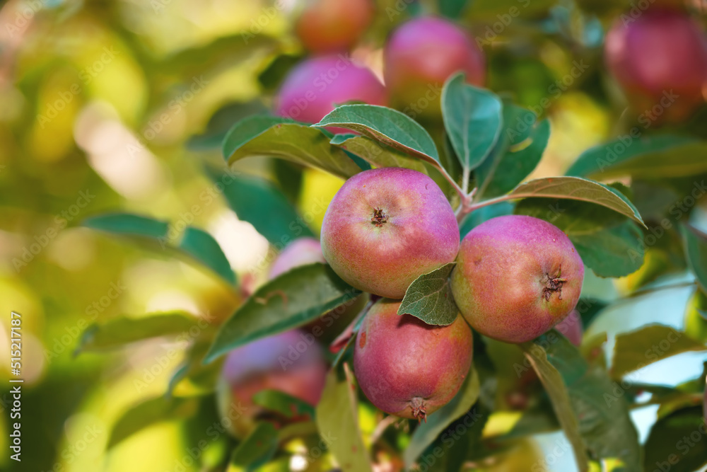 挂在果园农场苹果树枝上的成熟红苹果特写。有纹理