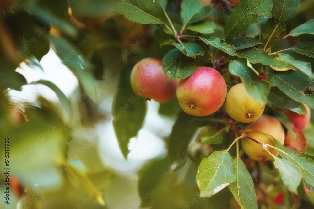 白天在果园农场的树枝上生长的成熟红苹果的特写。Bunch o