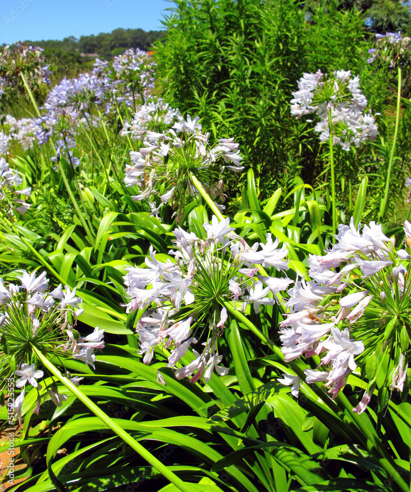 夏季自然保护区内生长的白百合和其他植物。百合在植物群中开花