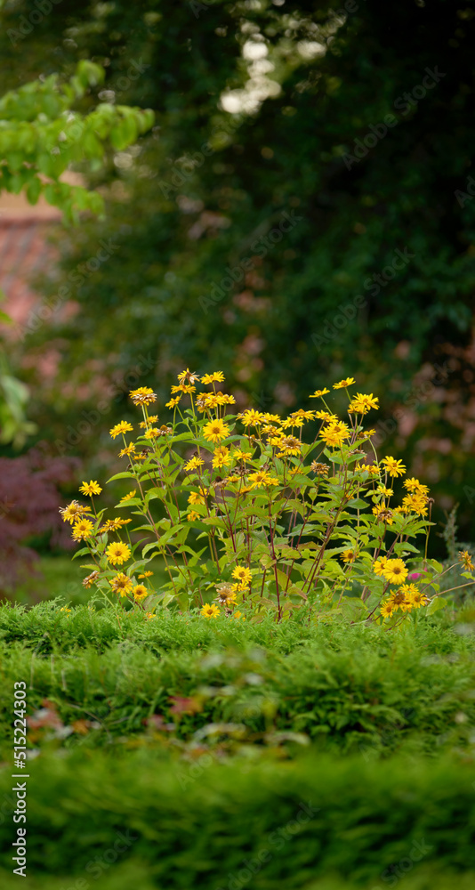 郁郁葱葱的绿色花园里生长着一丛黄色的gloriosa雏菊。杂草丛生的后院
1366973793,带新鲜水果的甜樱桃横幅