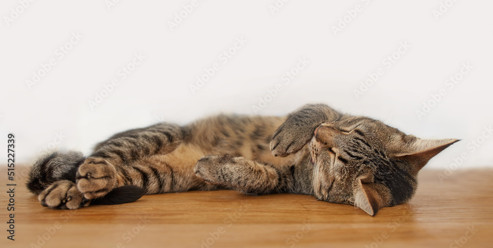 Lazy pet tabby cat lying on wooden floor inside against a white wall background with copyspace. Ador