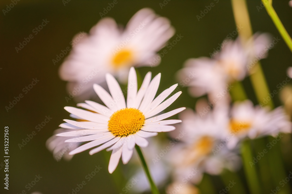 Daisy flowers growing against scenic blurry green botanical background. Marguerite perennial floweri