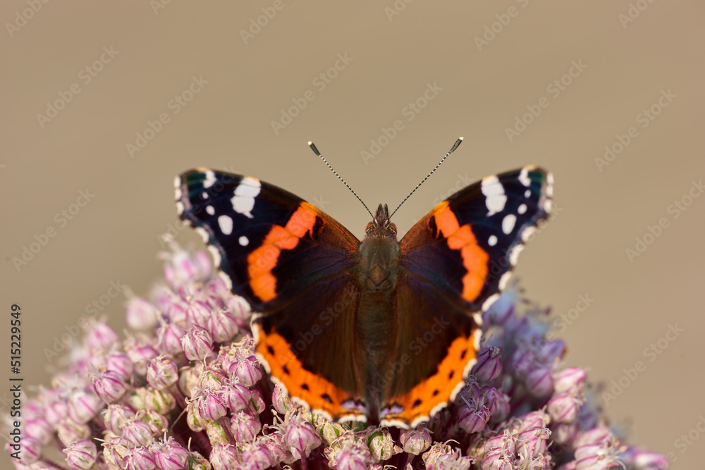 A beautiful garden butterfly sitting on the madar flower. Close up of a Red admirable with its wings