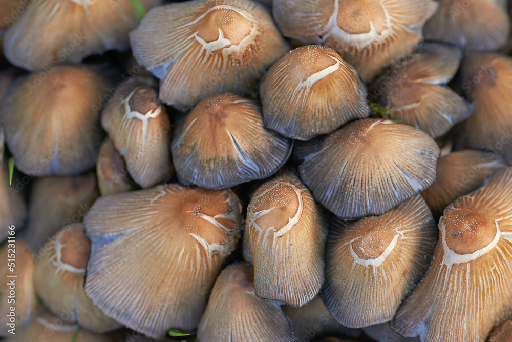野生生长的许多常见墨水盖蘑菇的特写，带有棕色纹理的细节和