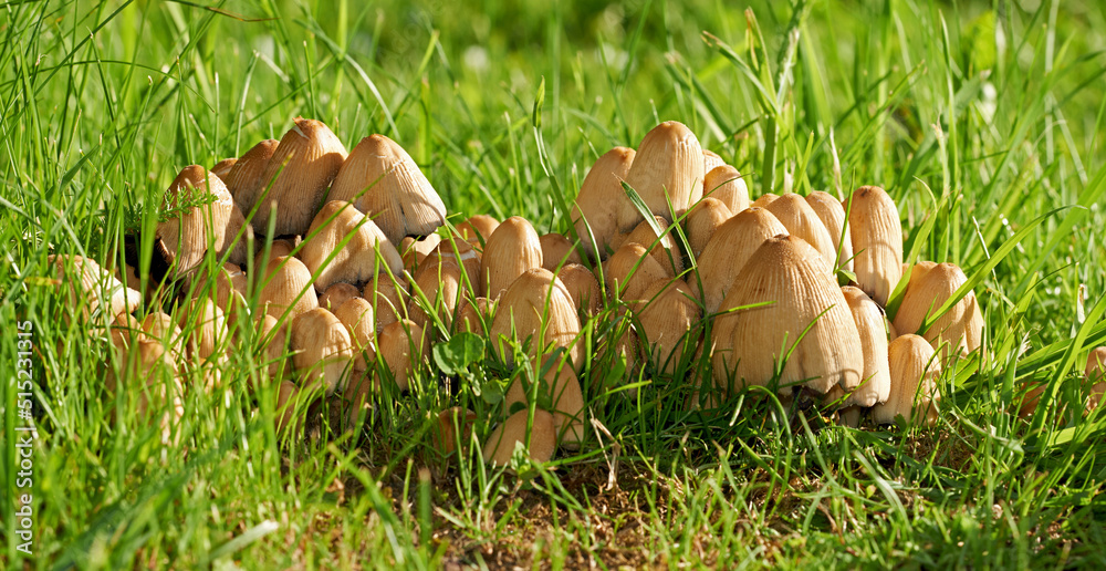 生长在绿草上的普通墨水帽特写，带有复制空间。生长在lu上的蘑菇簇