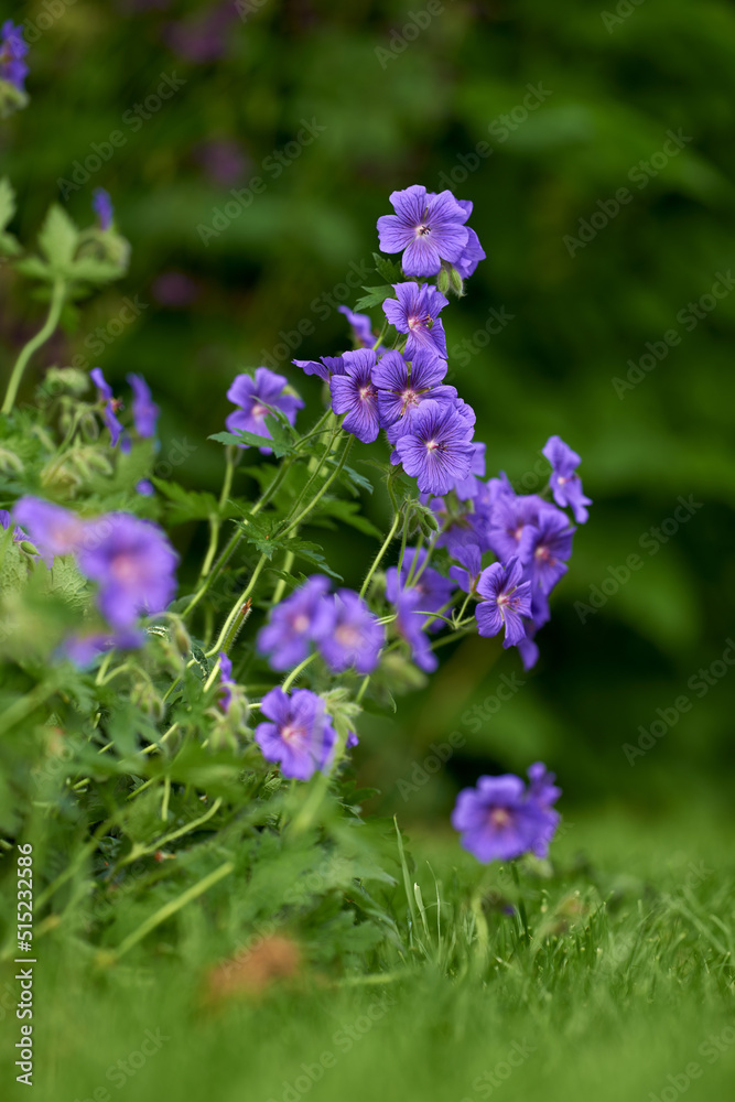 绿色花园里开出美丽的紫色花朵。生机勃勃的草地Cranesbill在春天绽放。明亮的弗洛