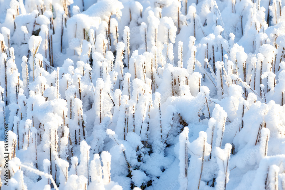冬日白雪覆盖的森林景观特写。锡保留了霜冻的花园地面