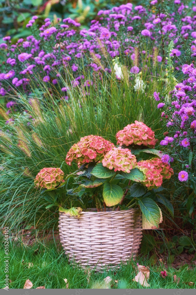 绣球花在花篮里绽放，花园里的草地上有大斑马草和紫苑。Po