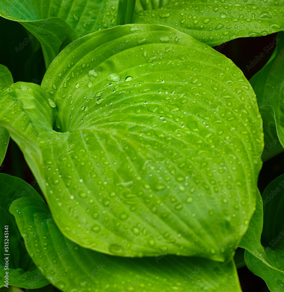 Closeup of water dew drops on hostas leaves and plantain lilies in the backyard at home. Vibrant gre
