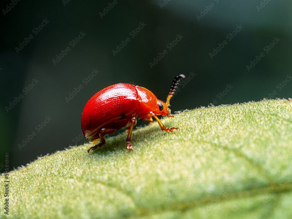 Scarlet  beetle, red beetle eats, damages  macro photography on a summer sunny day