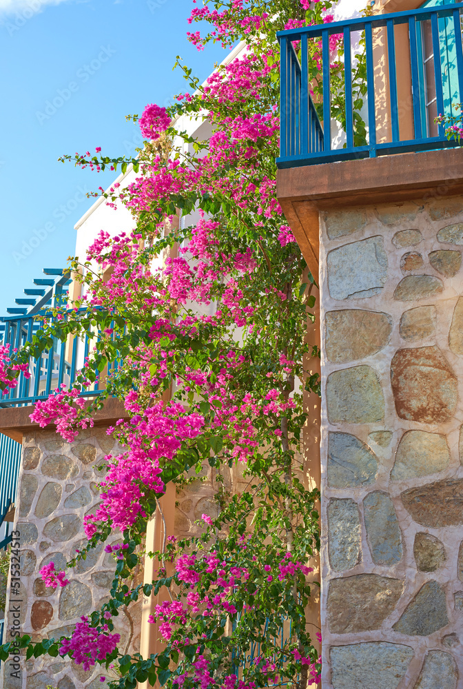 粉红色的九重葛花挂在蓝色栏杆环绕的房子的石头纹理墙上