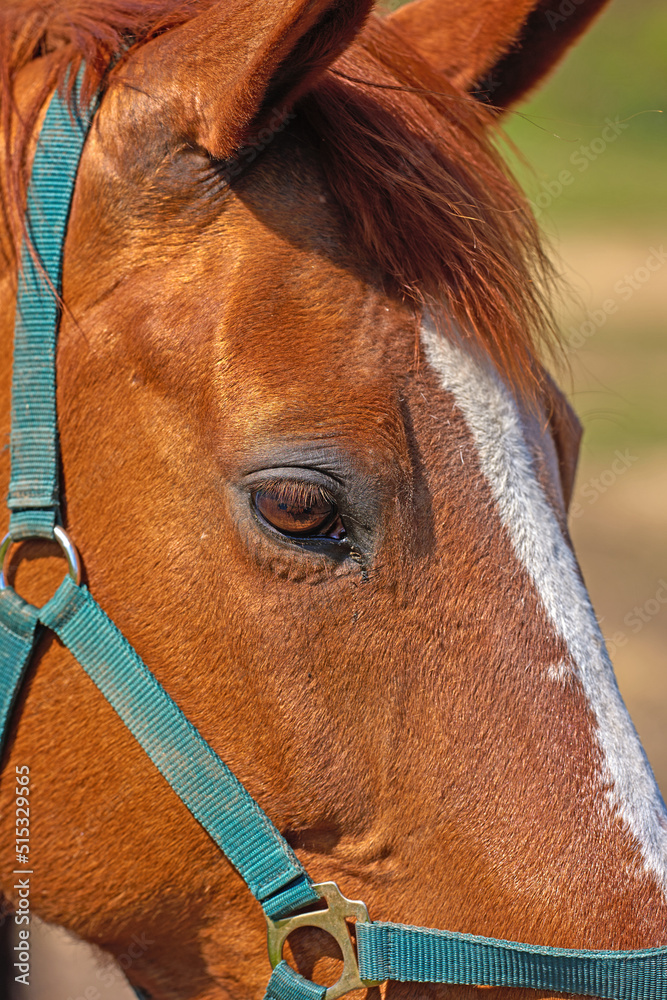 一匹带挽具的棕色马的特写。赛马的面部和眼睛细节。栗色或海湾马