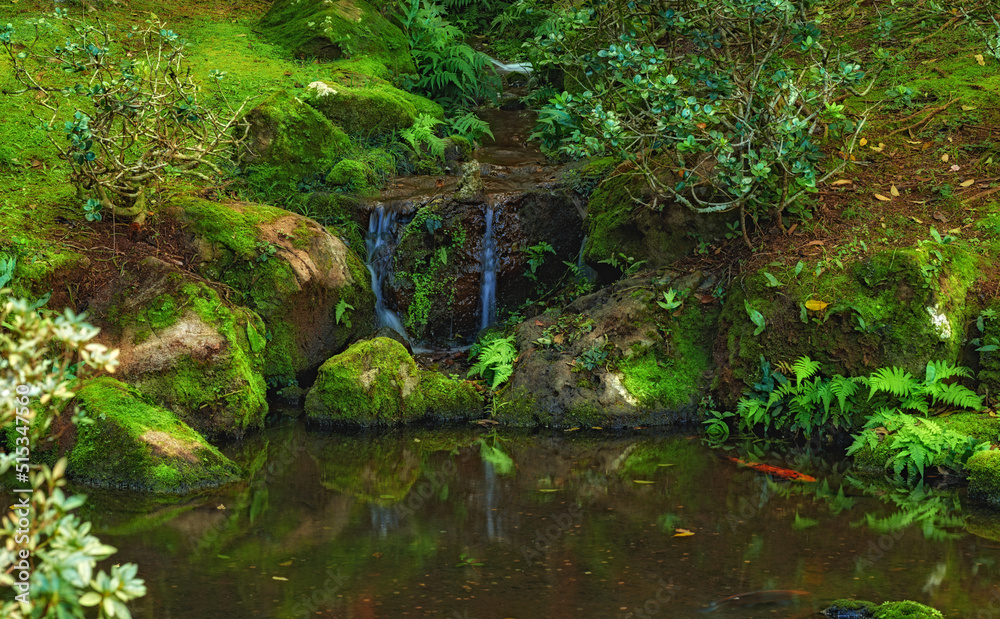 池塘边瀑布的美景。森林深处轻轻流动的丛林瀑布。哇