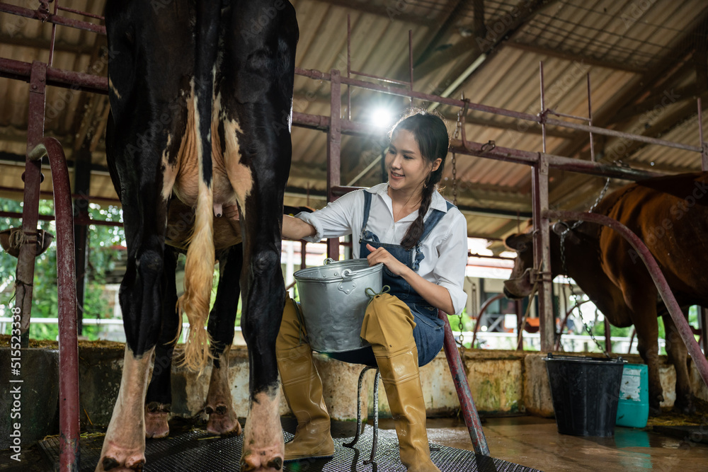 亚洲年轻职业女奶农在牛棚挤牛奶