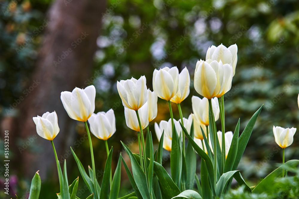 美丽的白色郁金香在阳光充足的森林中生长的特写。放大新鲜的花瓣