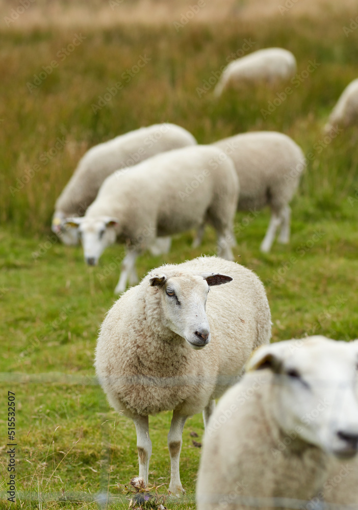一群羊站在一起，在农场牧场上吃草。毛茸茸的羊毛动物正在吃绿色的gra