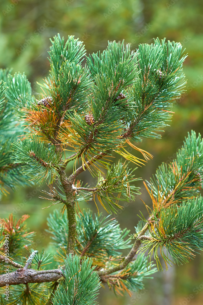 瑞典安静树林中生长的冷杉或雪松树枝特写。绿叶或松针