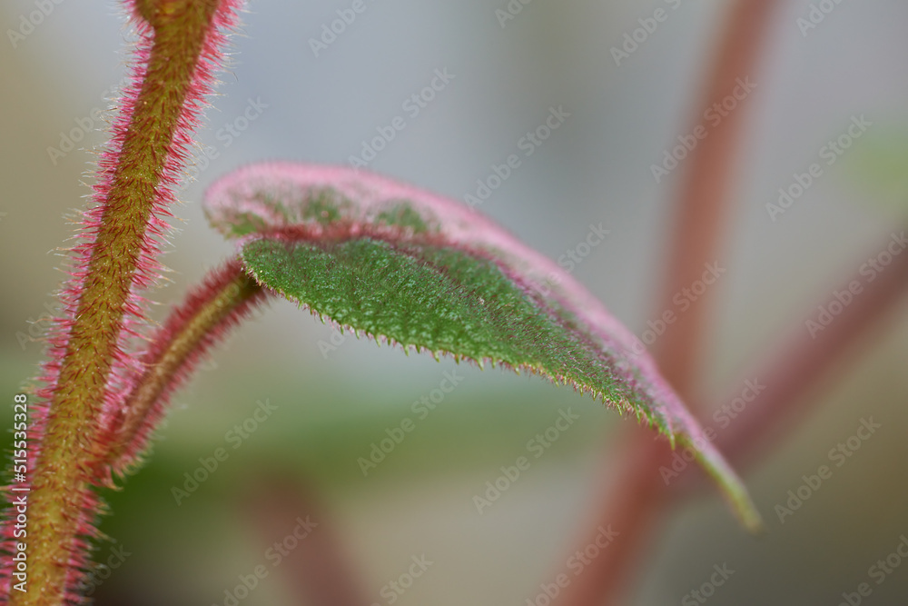 在模糊的背景下，大自然中一株毛茸茸的奇异果植物的叶子和茎的特写。