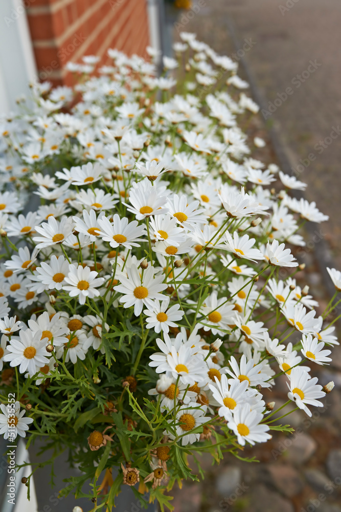 夏天在家里后院或花园里生长的常见雏菊。多年生玛格丽特的特写