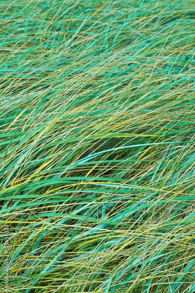 Closeup of long green grass growing outdoors in a field during summer. Beautiful turf or pasture wit