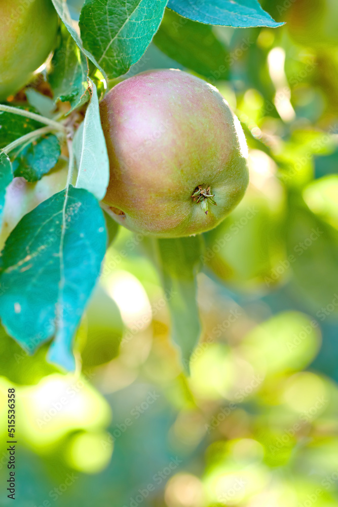 一个绿苹果挂在外面果园的树上，背景模糊。Orga