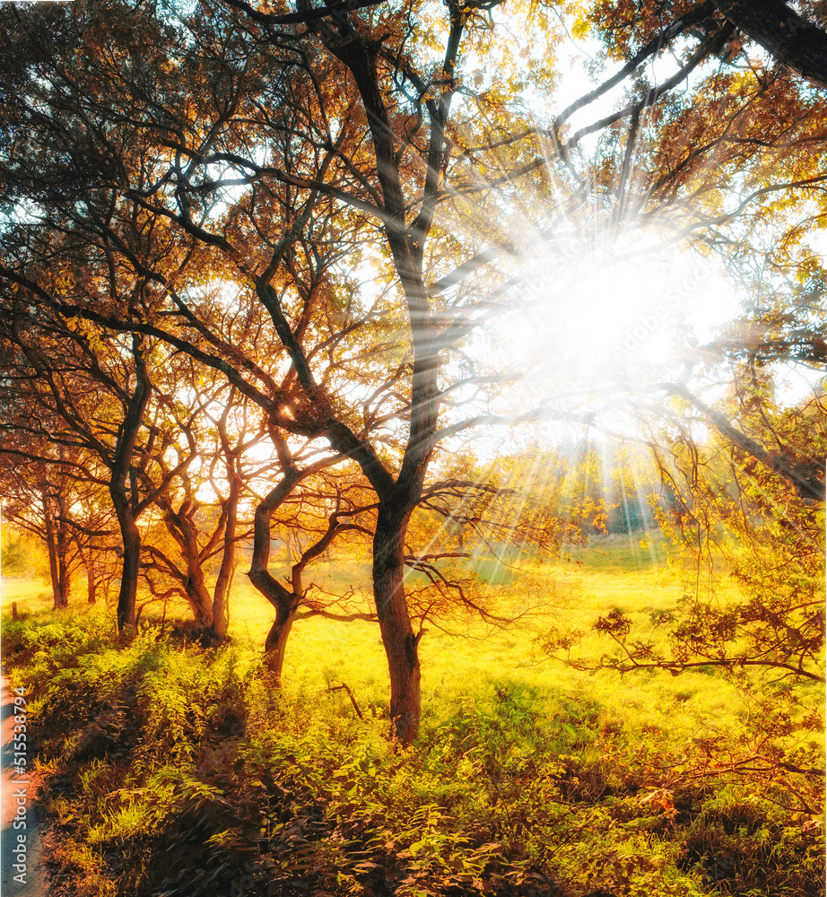 阳光明媚的秋日森林。公园里有金棕色、橙色和黄色叶子的高大树木