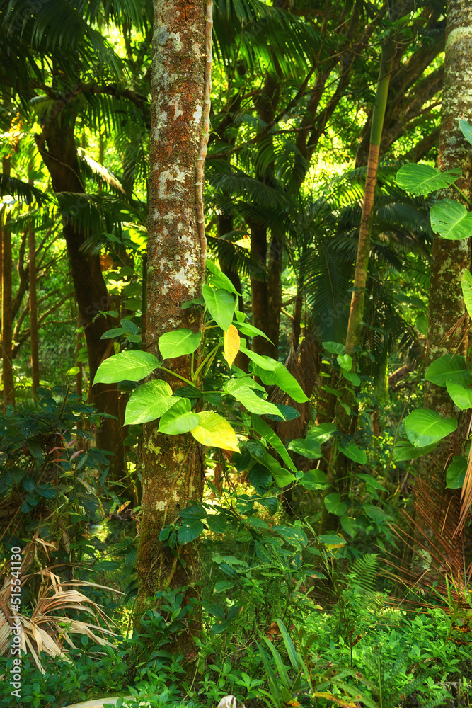 美国夏威夷郁郁葱葱的丛林的森林景观细节