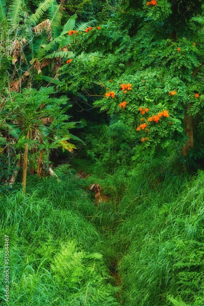 瓦胡岛夏威夷雨林中的热带树木。带着徒步旅行的郁郁葱葱的荒野
