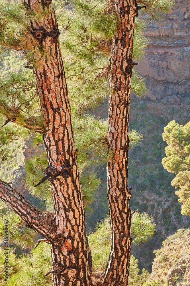 西班牙Santa Cruz de La Palma的松树、岩石、崎岖地形和复制空间的美景。