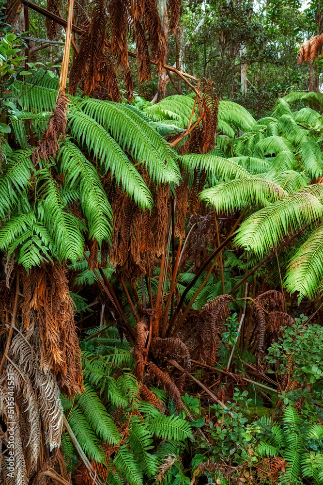 生长在美国夏威夷未受干扰的自然中的螺丝松生机勃勃的叶子