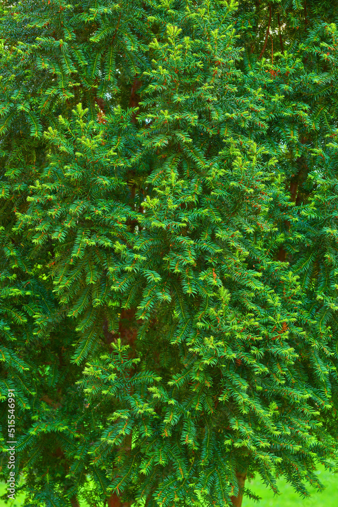 一棵绿色松树的特写，形成一堵由松针树枝组成的墙，生长在郁郁葱葱的后院或公园