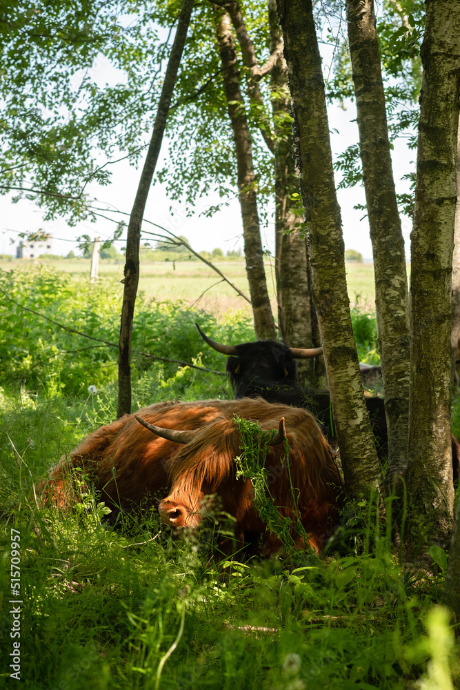 苏格兰高地牧场森林中的小牛。毛茸茸的，可爱的，毛茸茸的，美丽的小山牛