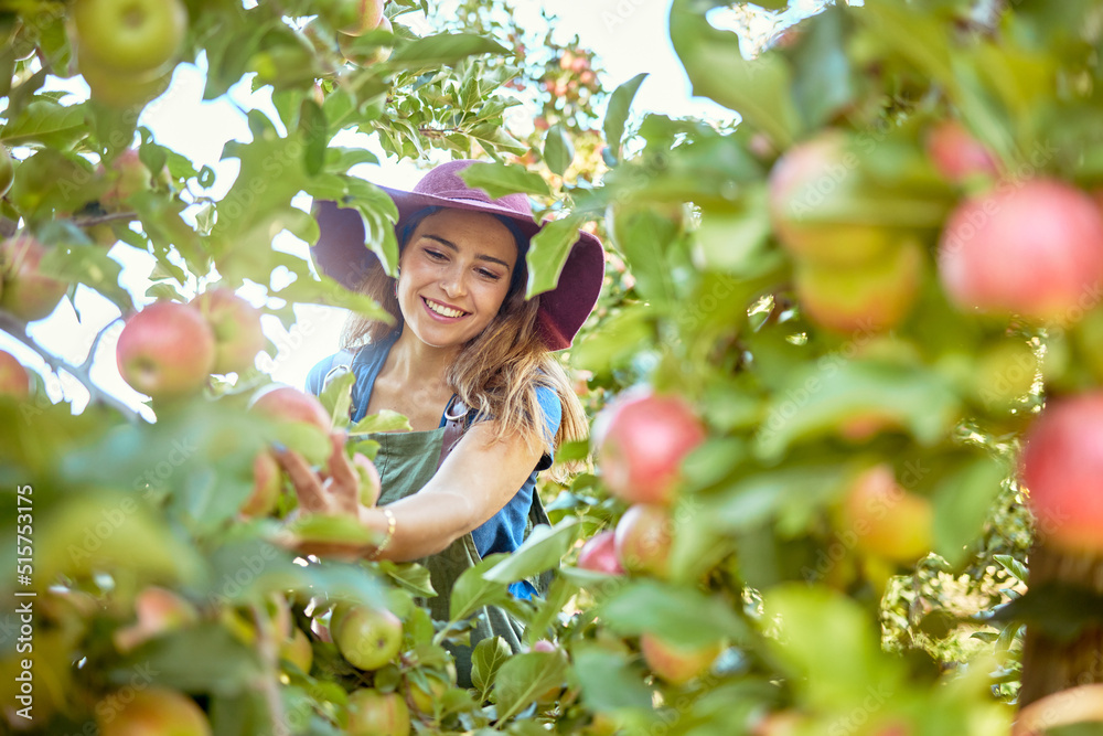 美丽的年轻女子在农场摘苹果。快乐的农民在果园里抓苹果。新鲜